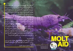 محلول ید آکواریوم مولت آید اسکای شریمپ