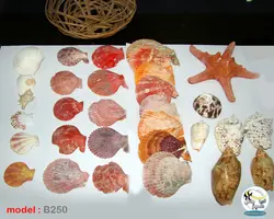 سبد دریایی شامل صدف و ستاره کد B250