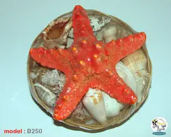 سبد دریایی شامل صدف و ستاره کد B250