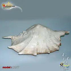 پوسته صدف دکوری کد B217