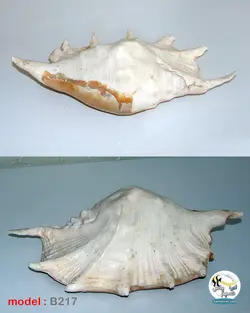 پوسته صدف دکوری کد B217