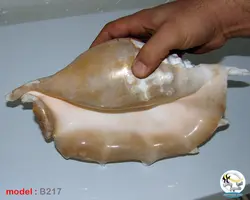 پوسته صدف دکوری کد B217