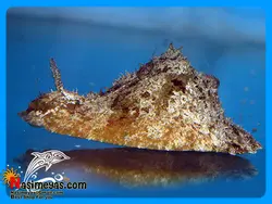 خرگوش جلبک خوار و نظافتچی آب شور