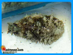 خرگوش جلبک خوار و نظافتچی آب شور