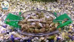 تله حلزون و خرچنگ جی بی ال
