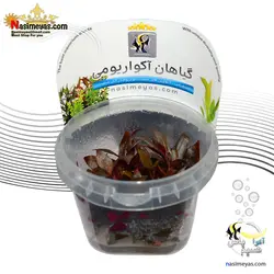 گیاه آلترنانترا رینسکی قرمز آکواریوم پلنت کد ۶۲۸