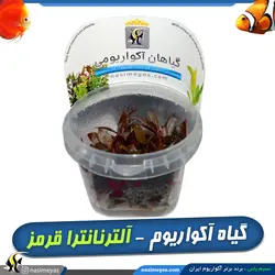 گیاه آلترنانترا رینسکی قرمز آکواریوم پلنت کد ۶۲۸