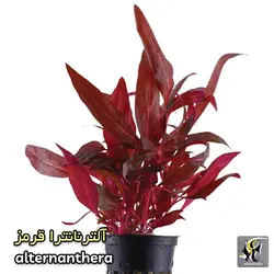 گیاه آلترنانترا رینسکی قرمز آکواریوم پلنت کد ۶۲۸