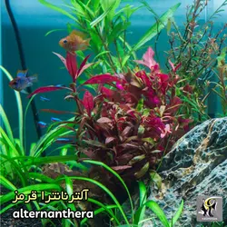 گیاه آلترنانترا رینسکی قرمز آکواریوم پلنت کد ۶۲۸