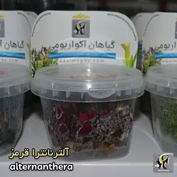 گیاه آلترنانترا رینسکی قرمز آکواریوم پلنت کد ۶۲۸