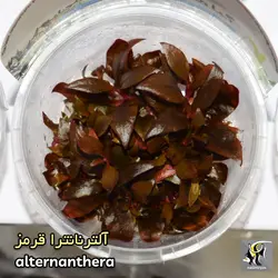 گیاه آلترنانترا رینسکی قرمز آکواریوم پلنت کد ۶۲۸