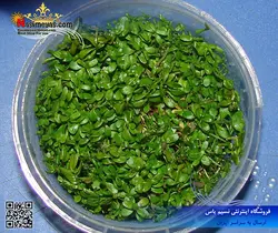 گیاه روتالا روتوندیفولیا سبز پلنت کد ۶۱۴