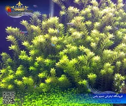گیاه روتالا روتوندیفولیا سبز پلنت کد ۶۱۴