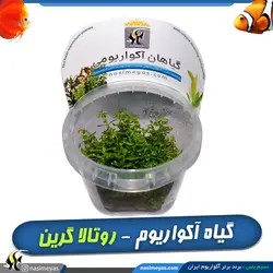گیاه روتالا روتوندیفولیا سبز پلنت کد ۶۱۴