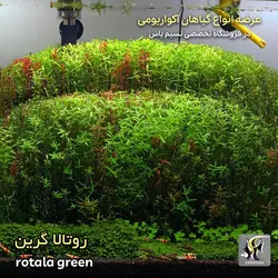 گیاه روتالا روتوندیفولیا سبز پلنت کد ۶۱۴