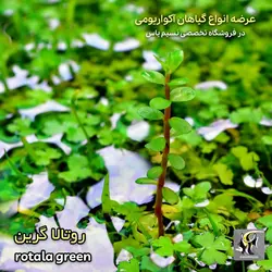 گیاه روتالا روتوندیفولیا سبز پلنت کد ۶۱۴