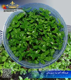 گیاه باکوپا استرالیایی پلنت کد ۶۳۱