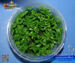 گیاه باکوپا استرالیایی پلنت کد ۶۳۱