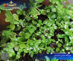 گیاه باکوپا استرالیایی پلنت کد ۶۳۱