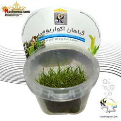 گیاه الوئوکاریس چمنی کف پوش آکواریوم پلنت کد 641