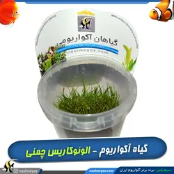 گیاه الوئوکاریس چمنی کف پوش آکواریوم پلنت کد 641