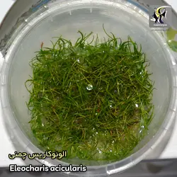 گیاه الوئوکاریس چمنی کف پوش آکواریوم پلنت کد 641
