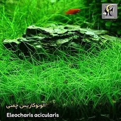 گیاه الوئوکاریس چمنی کف پوش آکواریوم پلنت کد 641