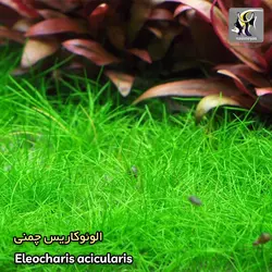 گیاه الوئوکاریس چمنی کف پوش آکواریوم پلنت کد 641