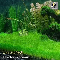 گیاه الوئوکاریس چمنی کف پوش آکواریوم پلنت کد 641