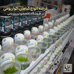 گیاه الوئوکاریس چمنی کف پوش آکواریوم پلنت کد 641