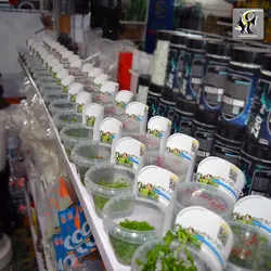 گیاه الوئوکاریس چمنی کف پوش آکواریوم پلنت کد 641