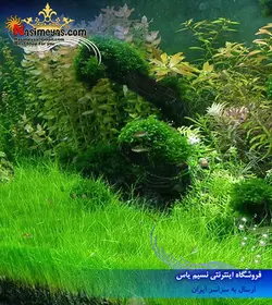 گیاه الوئوکاریس چمنی کف پوش آکواریوم پلنت کد 641