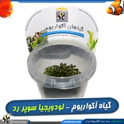 گیاه لودویجیا پالوستریس سوپر رد پلنت کد ۶۰۵