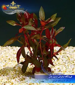 گیاه لودویجیا پالوستریس سوپر رد پلنت کد ۶۰۵