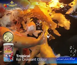 غذای ترکیبی croissant ماهی کوی تروپیکال