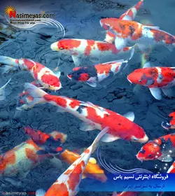 غذای گرانول کوی و گلد فیش میکس شناور ریز کلاسیکا