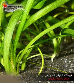 بستر شن سانسی بار سیاه جی بی ال