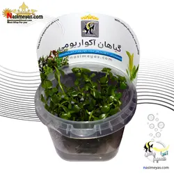 گیاه باکوپا منیری آکواریوم پلنت کد 643