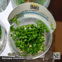 گیاه باکوپا منیری آکواریوم پلنت کد 643