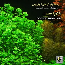 گیاه باکوپا منیری آکواریوم پلنت کد 643