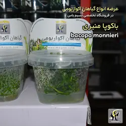 گیاه باکوپا منیری آکواریوم پلنت کد 643