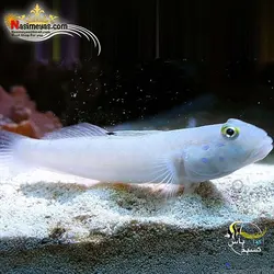 ماهی گوبی شن خوار سفید خال آبی آب شور