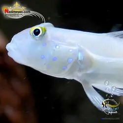 ماهی گوبی شن خوار سفید خال آبی آب شور