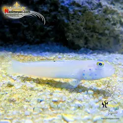 ماهی گوبی شن خوار سفید خال آبی آب شور