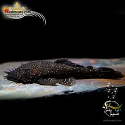 ماهی کت پوزه بوته ای L255 آب شیرین