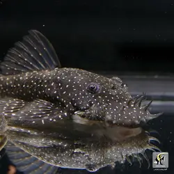 ماهی کت پوزه بوته ای L255 آب شیرین