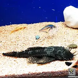 ماهی کت پوزه بوته ای L255 آب شیرین