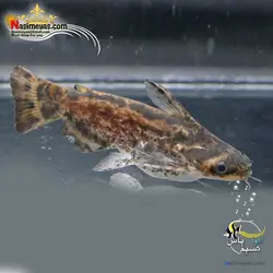 ماهی کت چوبی یا پنگوسی کلمبیا آب شیرین
