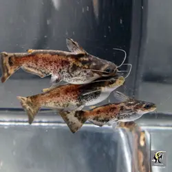 ماهی کت چوبی یا پنگوسی کلمبیا آب شیرین