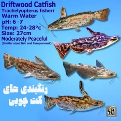 ماهی کت چوبی یا پنگوسی کلمبیا آب شیرین